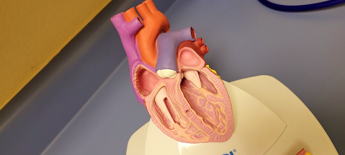angiologia cirugia vascular alicante