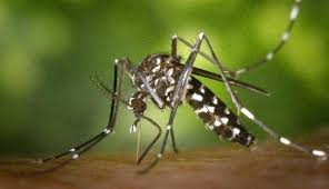 Mosquito tigre