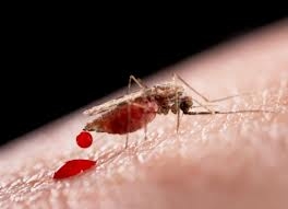 Picadura de mosquito