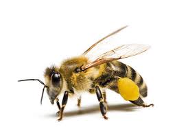 Abeja