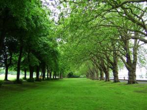 Parques y jardines hipoalergénicos