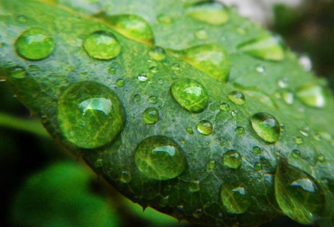 Alergia a la humedad: hongos