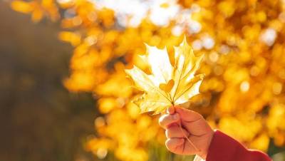 alergia_otoño
