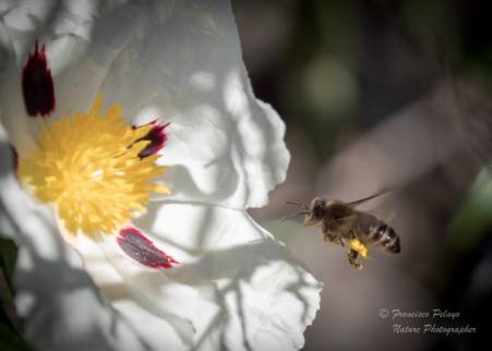 Primavera 2019