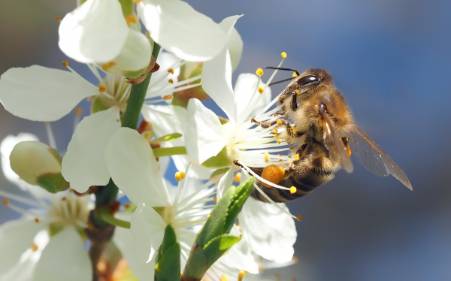 Llega la primavera