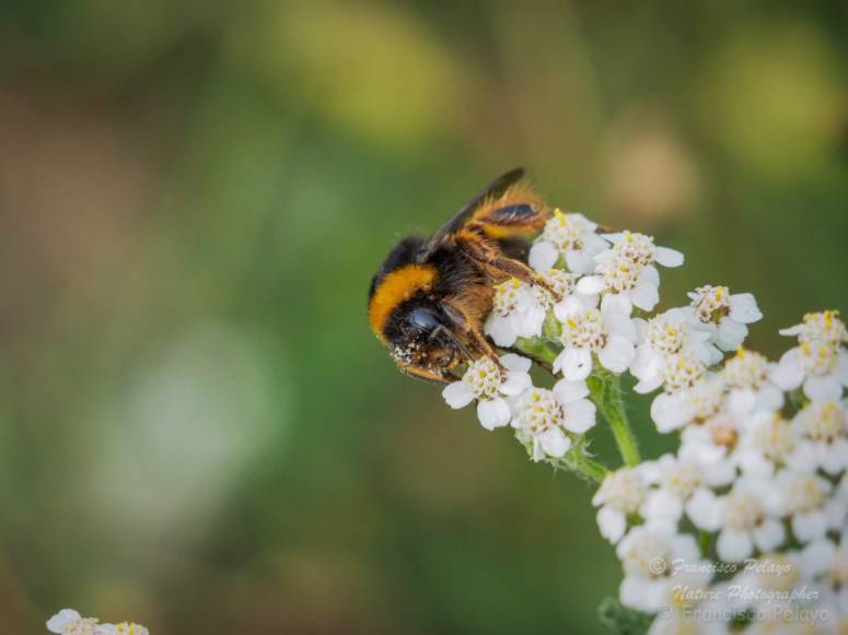 Picaduras abejas y avispas