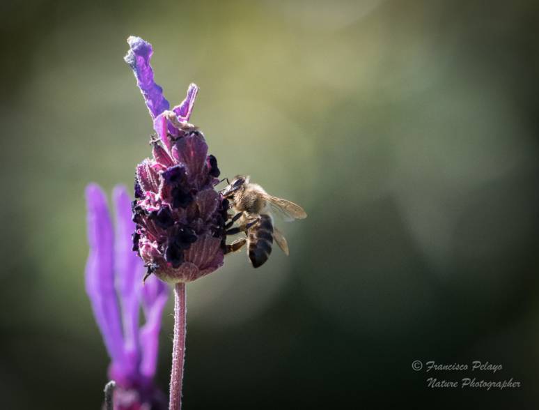 Picaduras abejas y avispas