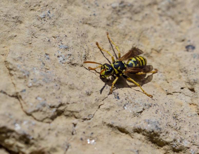 Picaduras abejas y avispas