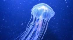 2019 07 15 Las medusas, un nuevo alergeno en nuestras playas