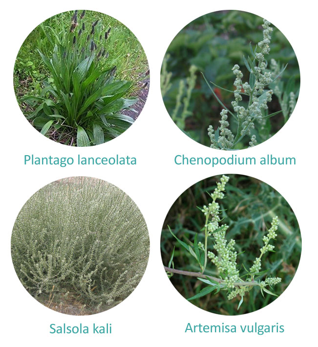 alergia-al-polen-de-malezas