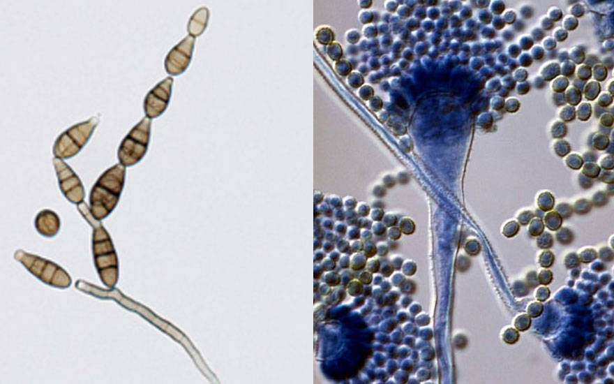alternaria-y-aspergillus