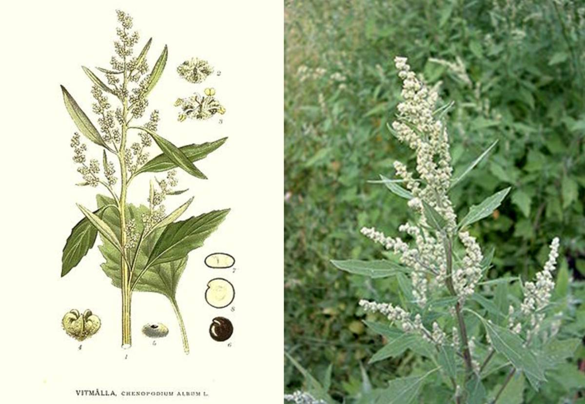 chenopodium