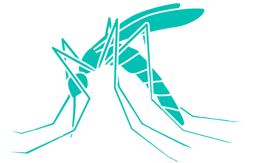 mosquito1