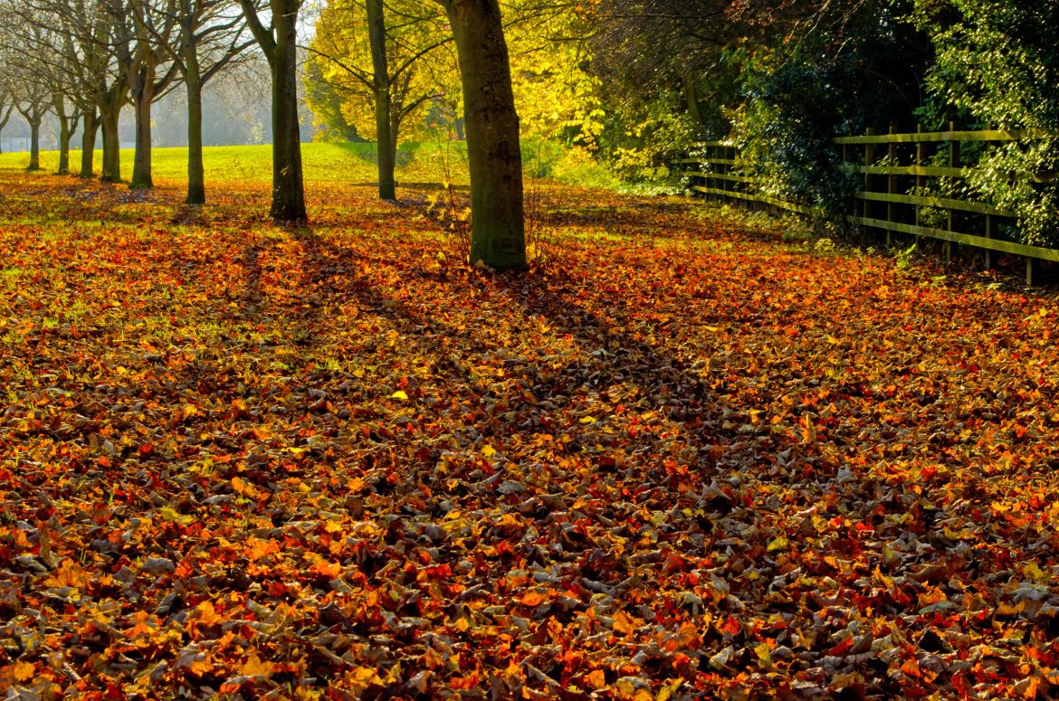 autumn-landscape-1352967704ax0