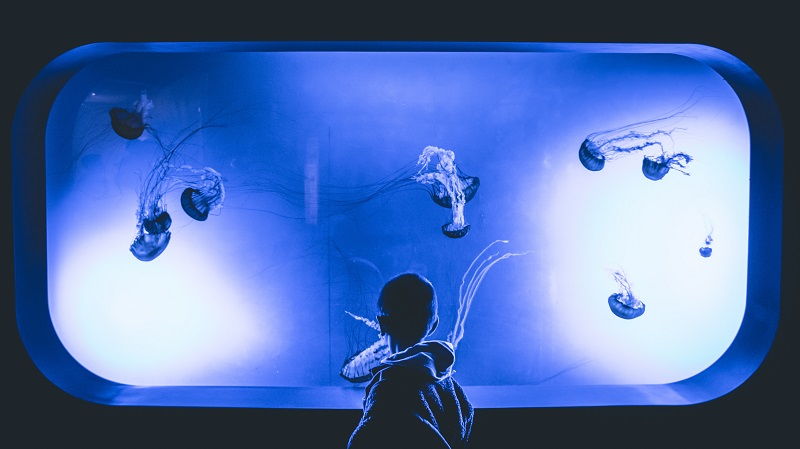 Medusas