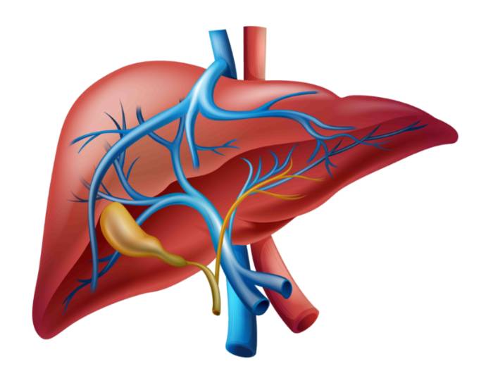 Cáncer de higado