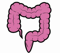 Intestino