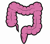 Intestino