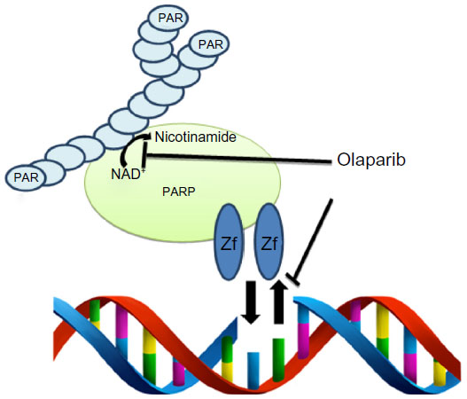 OLAPARIB