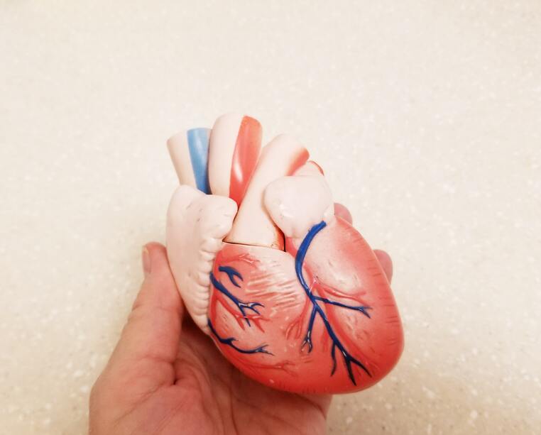 heart-human-heart-cardiology-heart-health-2021-09-13-09-36-13-utc-min (1)