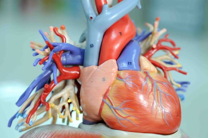 pericarditis_quironsalud_torrevieja