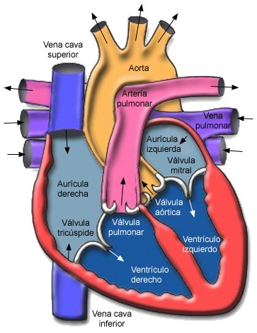 corazon