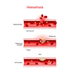 2021 11 11 La doble cara del sistema hemostático 1