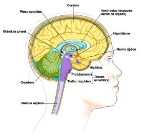 Dolor e ictus_5