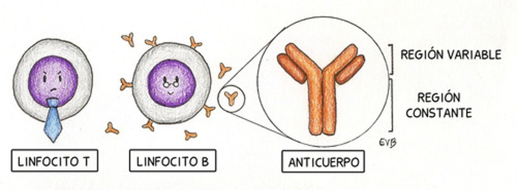 Dolor y lupus_3
