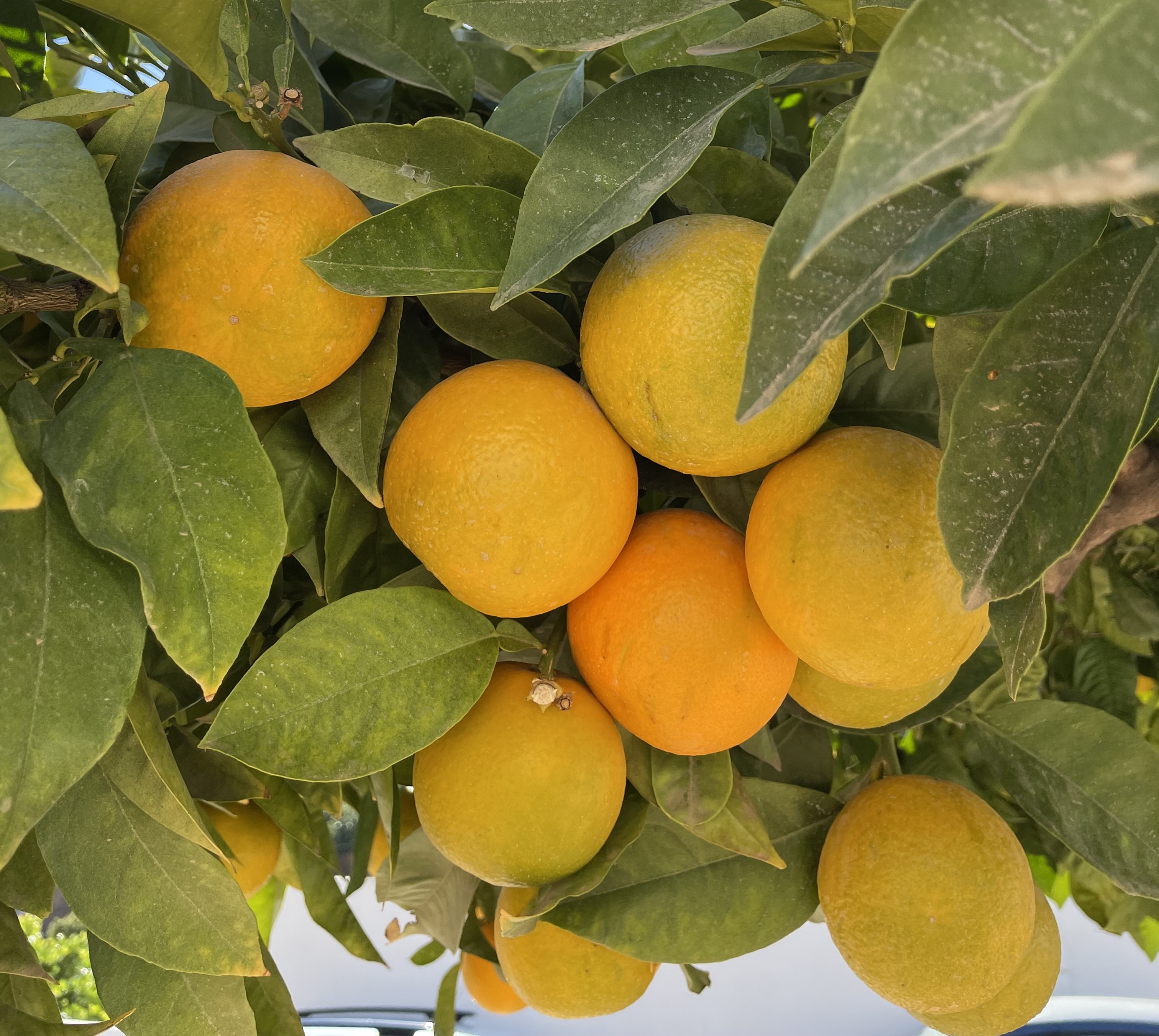 Itrabo_fruktdyrking_nisperos