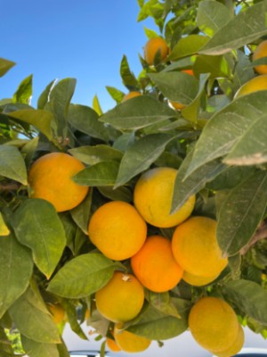 Itrabo_fruktdyrking_nisperos