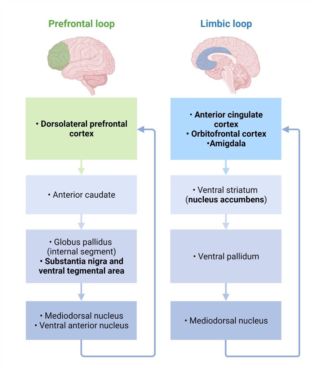 Cerebro