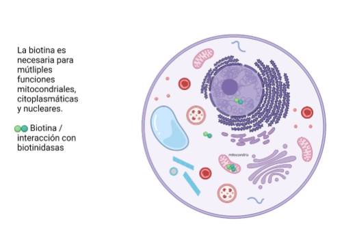 Genética en la epilepsia_5