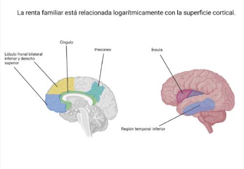 Renta familiar_superficie cortical