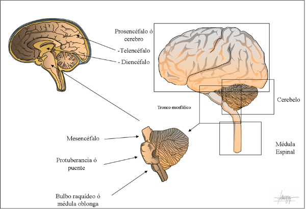 síndrome cognitivo