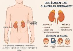2026 01 29 Qué es la glándula adrenal