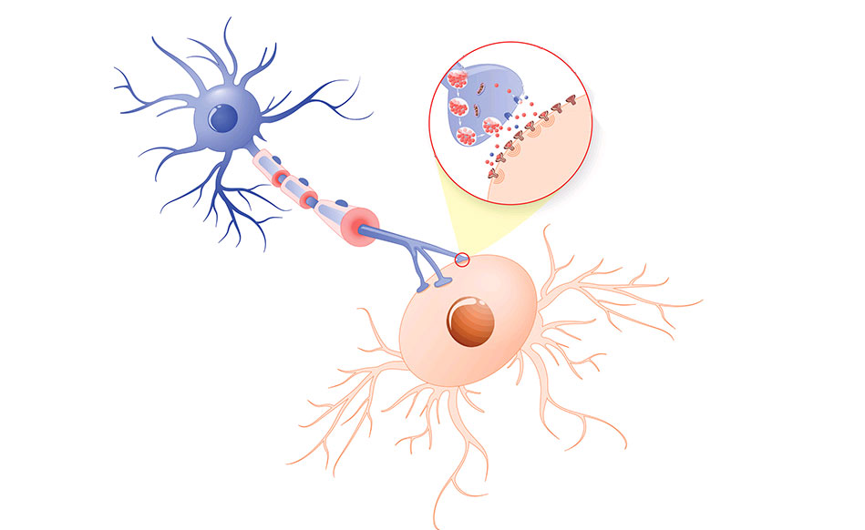 neurotransmisor