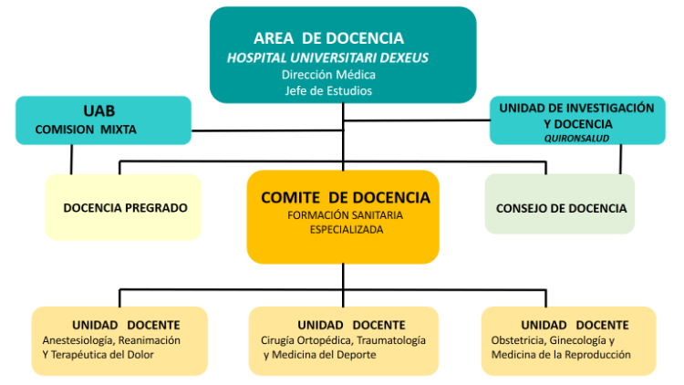organigrama docencia Dexeus Barcelona