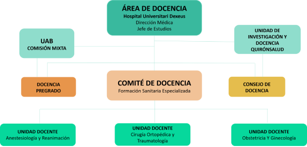 organigrama docencia Dexeus 2