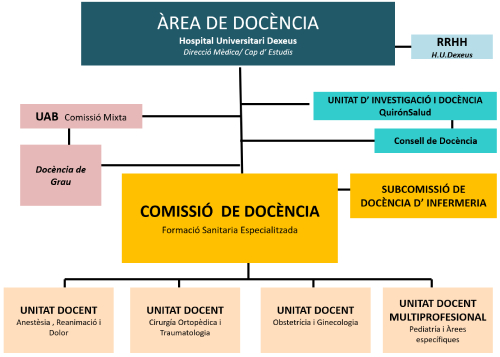 Organigrama docencia cat