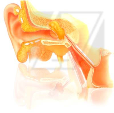 anatomia-otitis-jSr