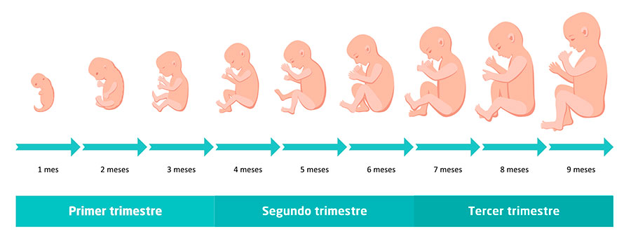 Semana15_Cambios fisiologicos
