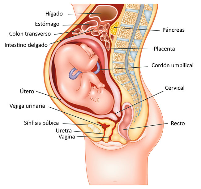 Semana26_Cuerpo de una mujer