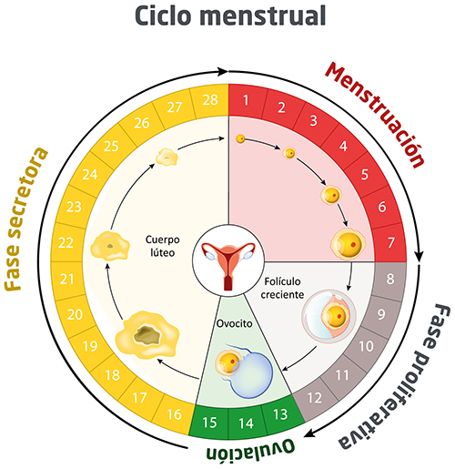 Ciclo Menstrual Y Fertilidad Embarazo Y Maternidad