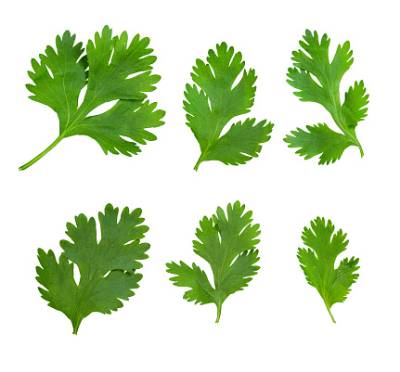 cilantro