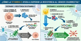 Cómo la vitamina C ayuda a superar la resistencia al cáncer colorrectal