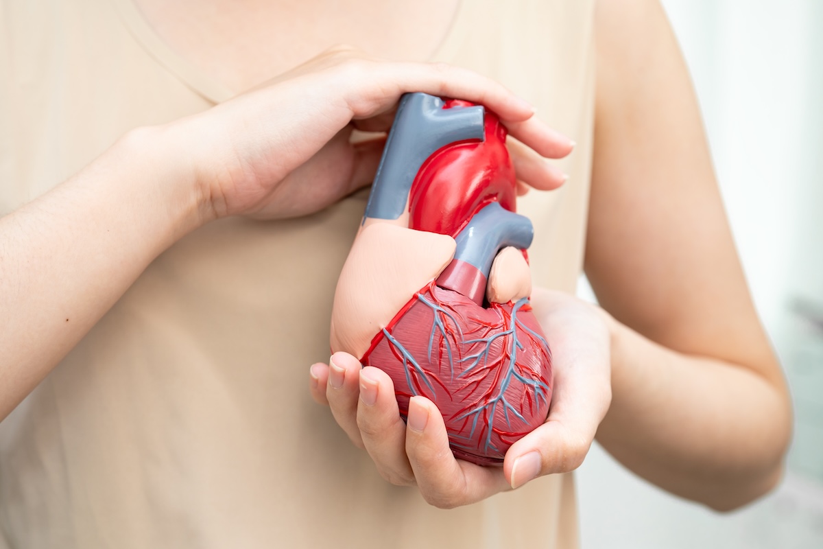 female-hands-hold-anatomical-heart-model-in-clinic-2026-03-26-22-45-53-utc