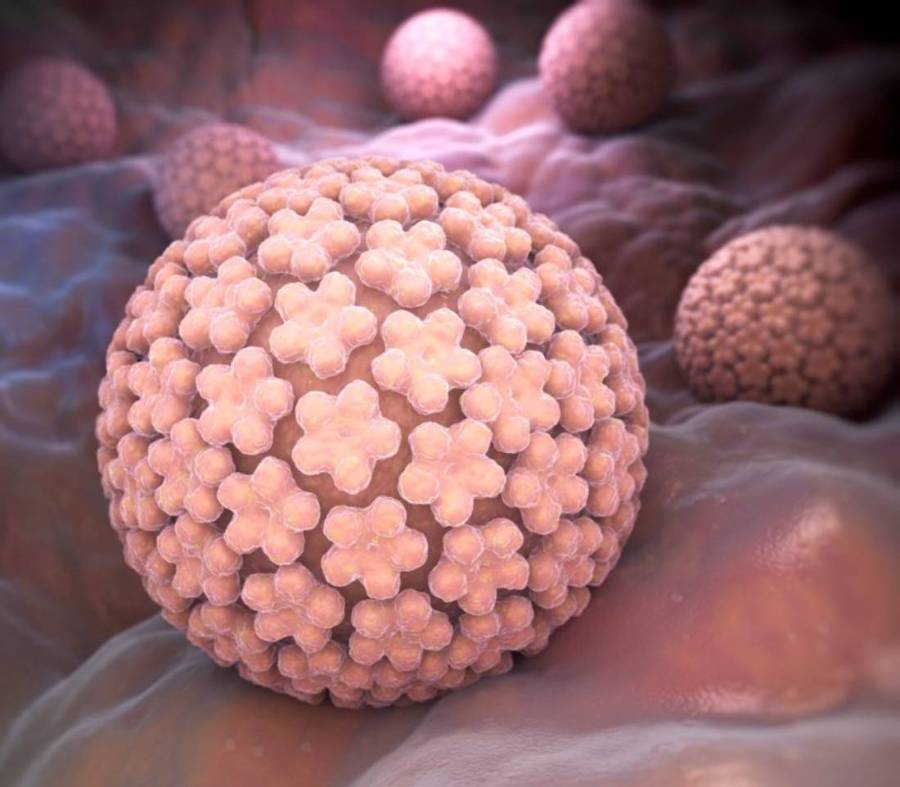 virus-papiloma-humano_quironsalud