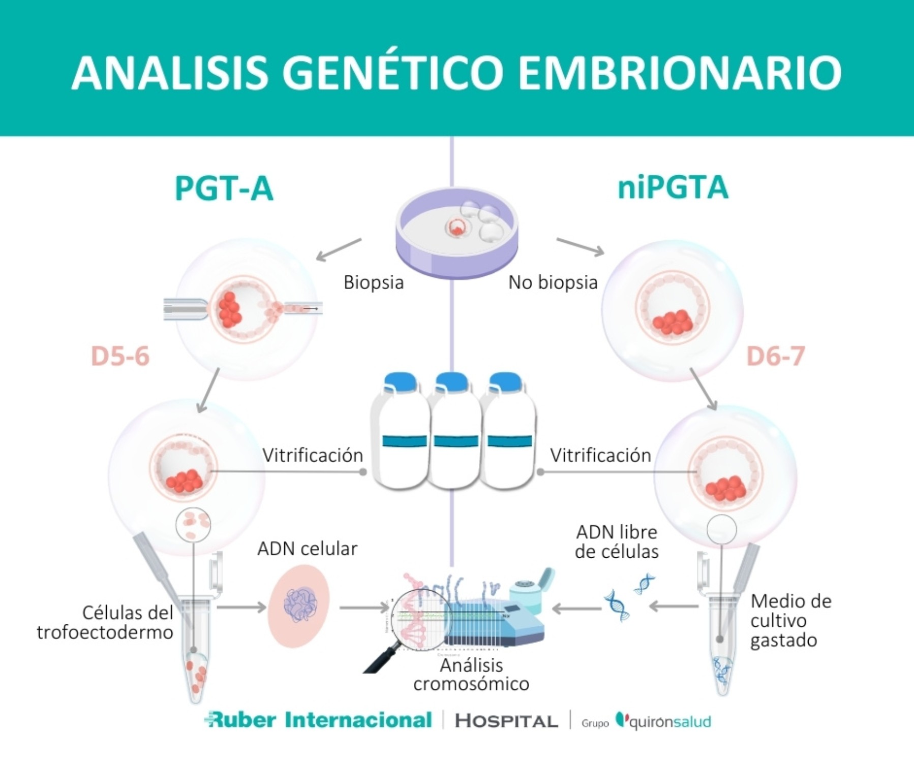 Estudio genético no invasivo de embriones en FIV