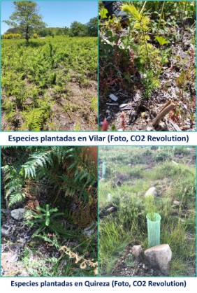 2024 02 07 Especies plantadas en Vilar y Quireza (Fotos, CO2 Revolution)